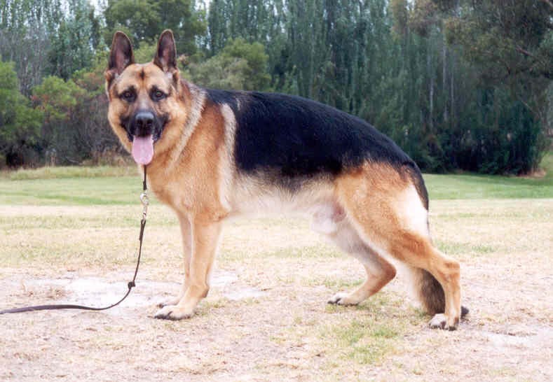 Bozeeb My Panzer