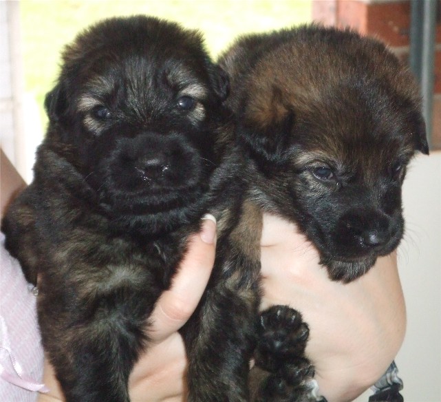 budda & ziva