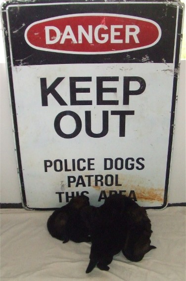cute police dog pic