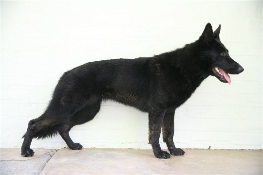 Sascha