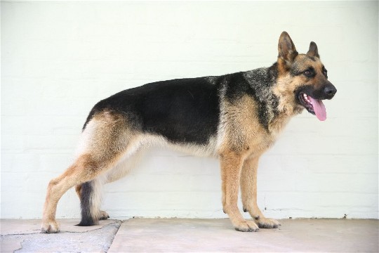 Sable